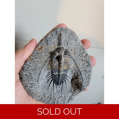 Rare Psychopyge Trilobite Fossil All Natural Morocco Devonian Rare Psychopyge Trilobite Fossil All Natural Morocco Devonian